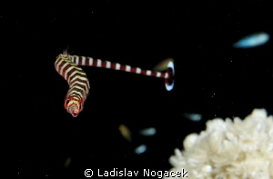 pipe zebra fish :) by Ladislav Nogacek 